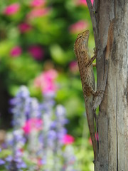 Lizard On Tree Trunk With Colorful Flowers Garden Background