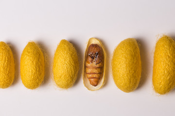 Close up of silkworm cocoons and silk moth
