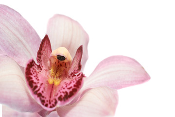 Fototapeta na wymiar Beautiful pink orchid flower