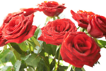 Bunch of red beautiful roses