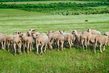 Obraz premium Herd of sheep
