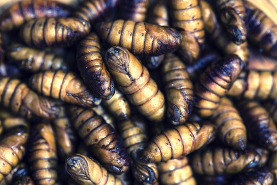 chrysalis silkworm ,silk worm cocoon