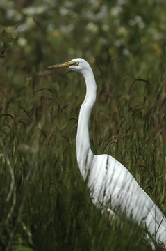 great egret (Ardea alba)