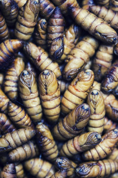 chrysalis silkworm ,silk worm cocoon