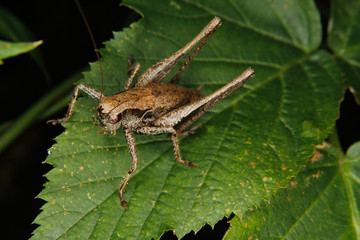 Dark bush-cricket (Pholidoptera griseoaptera)
