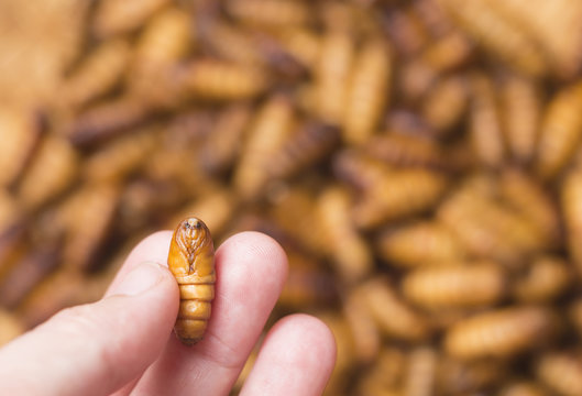 chrysalis silkworm cocoons