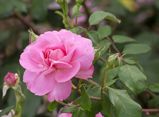 Flower of pink roses with water drops and buds
