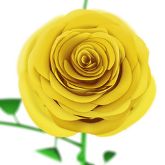 Yellow rose close up isolated on white background. 