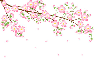 Cherry blossom branch 