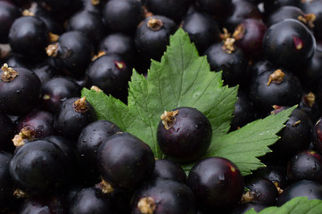 Black currant with leafs top view