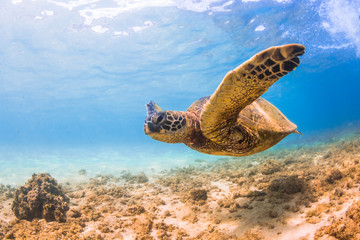 Obraz na płótnie Canvas Endangered Hawaiian Green Sea Turtle cruises in the warm waters of the Pacific Ocean in Hawaii