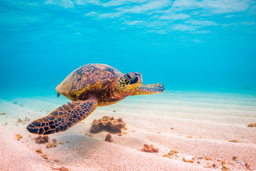 Obraz premium Endangered Hawaiian Green Sea Turtle cruises in the warm waters of the Pacific Ocean in Hawaii