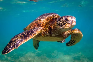 Draagtas Bedreigde Hawaiiaanse groene zeeschildpadcruises in de warme wateren van de Stille Oceaan op Hawaï © shanemyersphoto