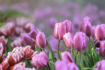 Fototapeta premium Many color of tulip in garden