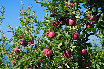 Apfel am Baum - apple on tree