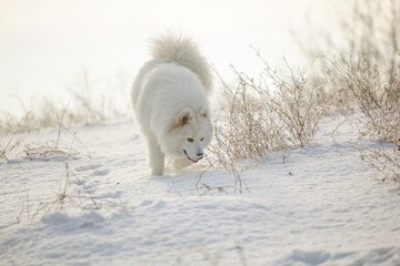 White dog Samoyed play on snow