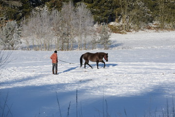 bei der Arbeit, Mann longiert Pferd im Schnee