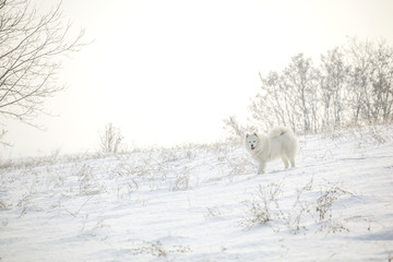 Fototapeta na wymiar White dog Samoyed play on snow