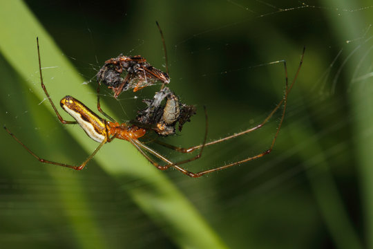 Orb-weaver spider (Araneidae)