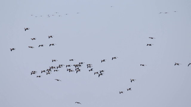 Flock of Birds Geese flying in formation, Blue sky background.