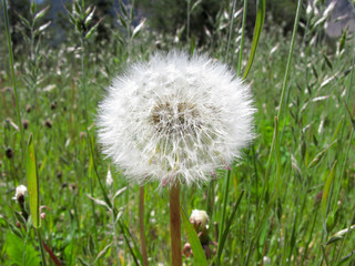 Fototapeta premium Dandelion