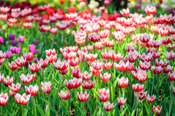 Many color of tulip in garden