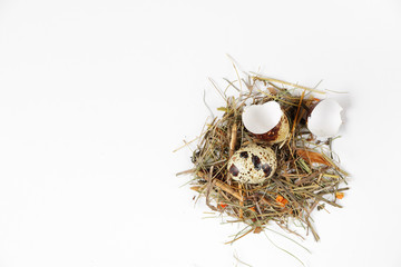 Quail egg in a nest