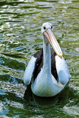 White Pelican floating on water