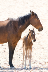 Wild horse with kitten near garub, namibia