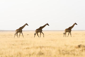 Three giraffes walking throug grass land.