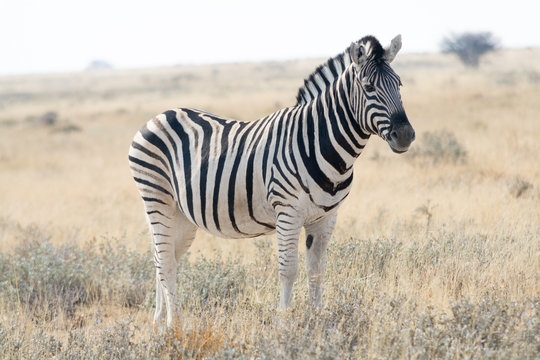 Fototapeta Zebra standing in grass land.