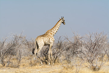 Giraffes in Acazia Field