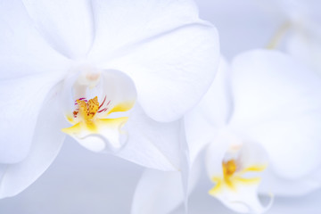 Obraz na płótnie Canvas beautiful white orchid