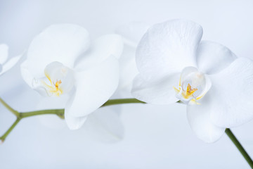 Naklejka na ściany i meble beautiful white orchid