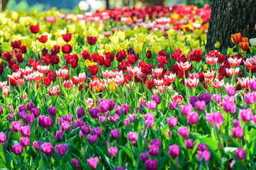 Many color of tulip in garden