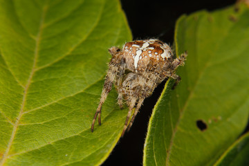European garden spider (Araneus diadematus)