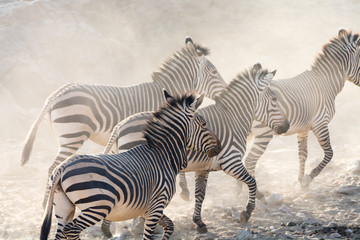 Obraz na płótnie Canvas Zebras running, namibia, africa