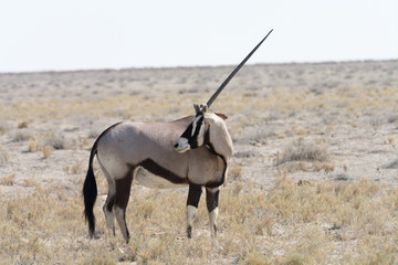 one horned oryx