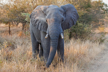 African Elephant, Kruger park, South Africa