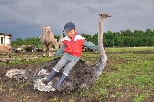A boy sits on ostrich