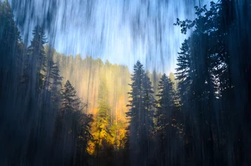 Photo sur Plexiglas Forêt dans le brouillard Silver Falls State Park