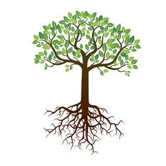 Fototapeta premium Color Tree and Roots. Vector Illustration.