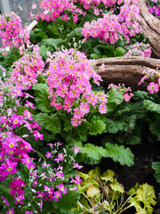 Fliederprimel, Brautprimel 