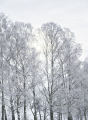 Foggy winter day