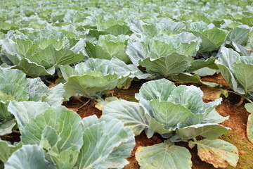 Naklejka premium Cabbage at Phetchabun