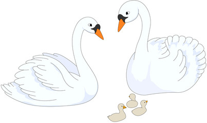 Set of swan mother, father and chicks