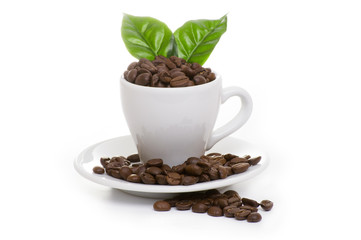 black roasted arabica coffee beans 