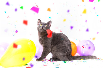 Katze feiert eine Party
