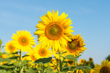 Sunflower blooming flowers on a farm