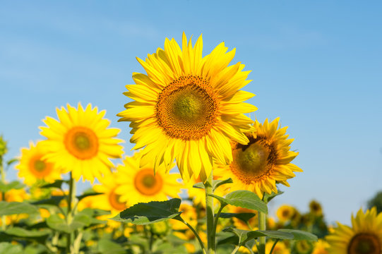 Sunflower blooming flowers on a farm © ksena32